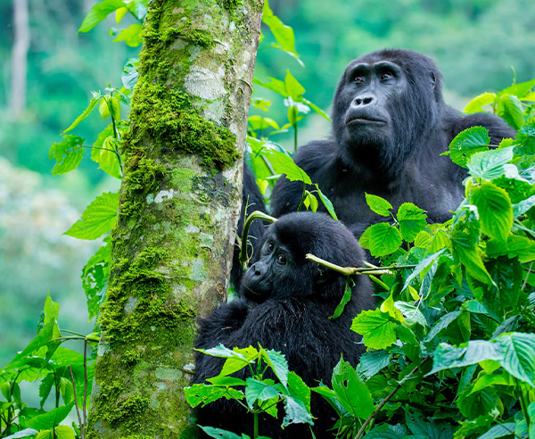 Bwindi Impenetrable National Park