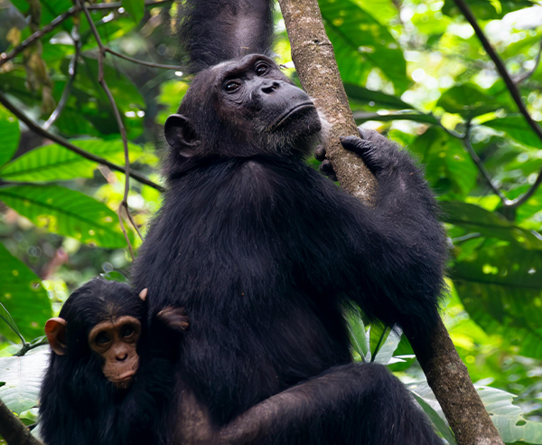 Kibaale National Park