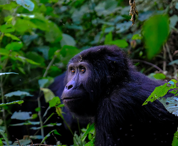 Mt. Mgahinga National Park