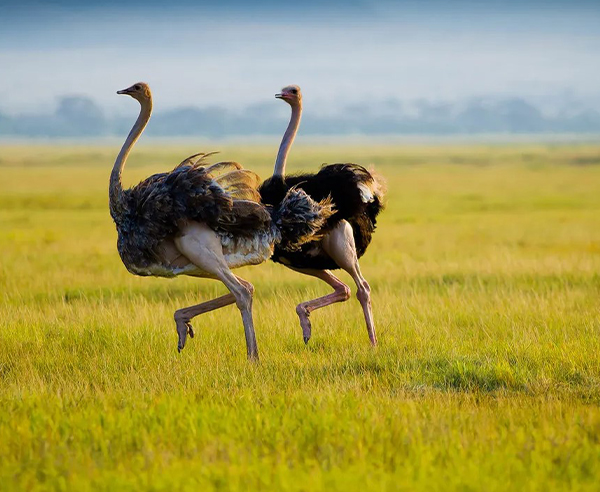 Kidepo Valley National Park
