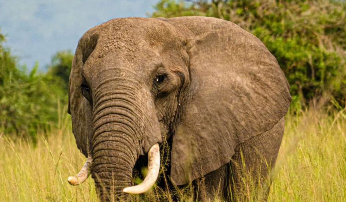 ELEPHANTTTT