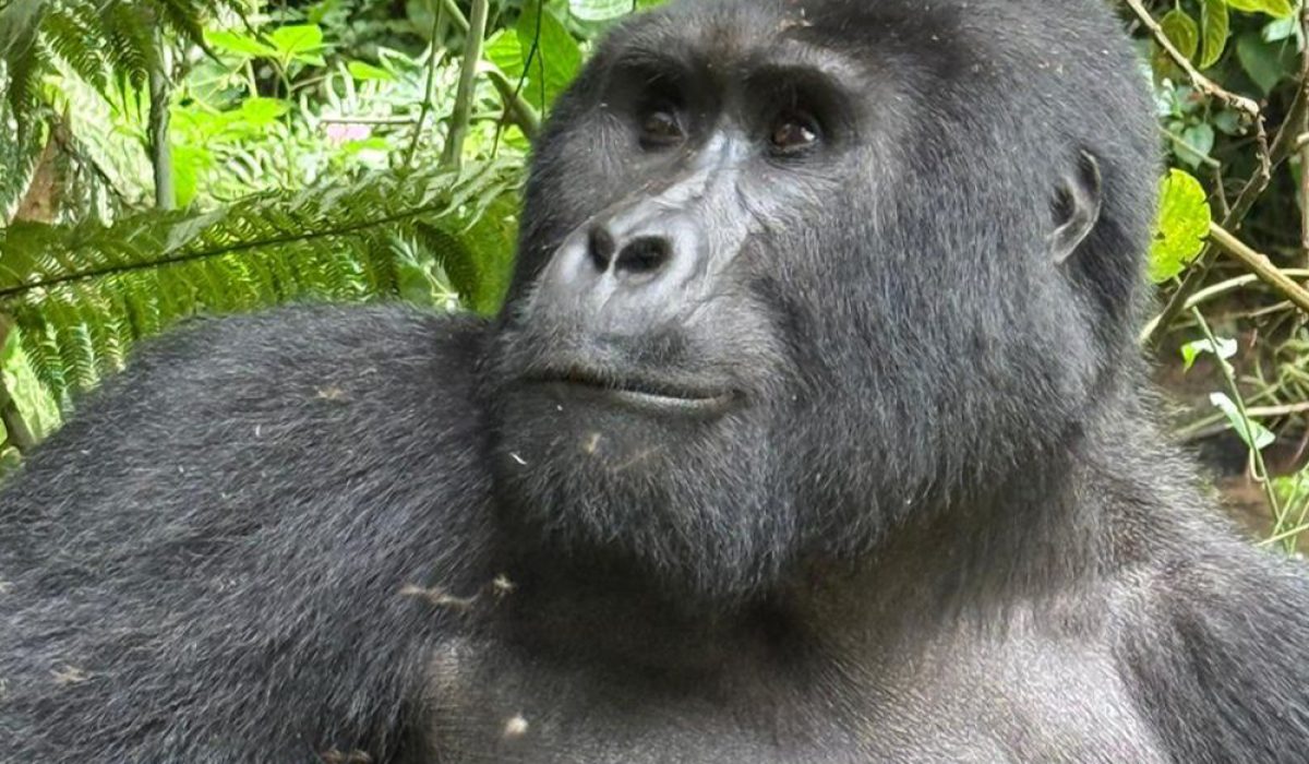 GORILLAAA