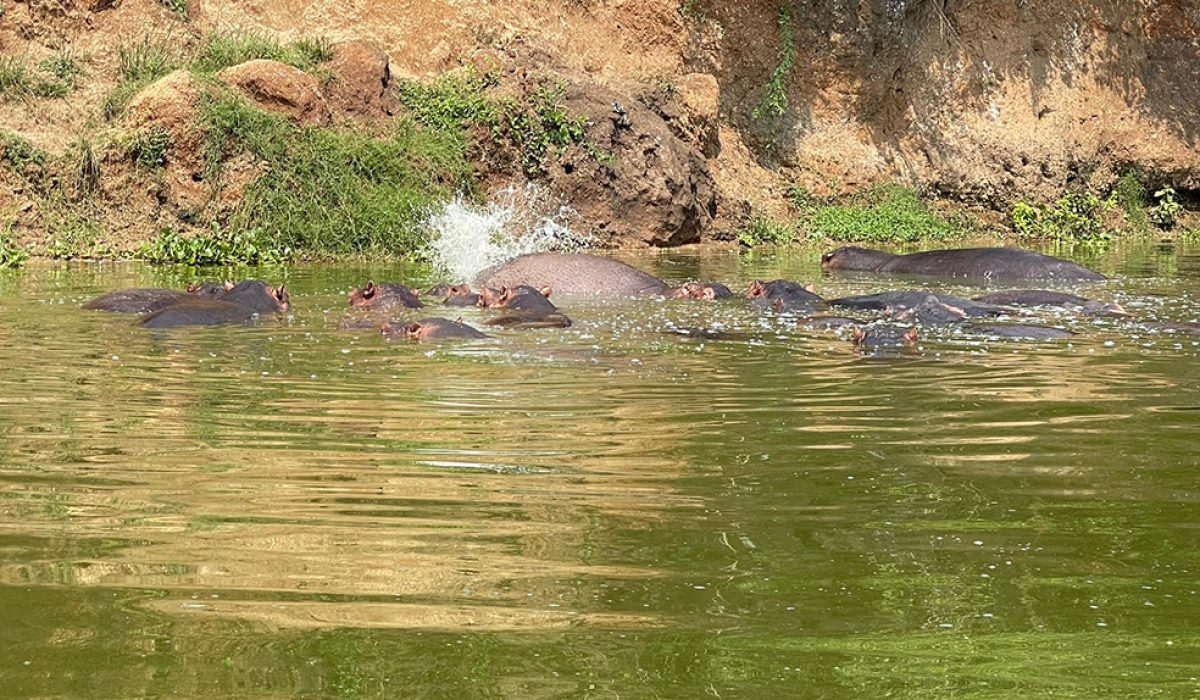 HIPPO