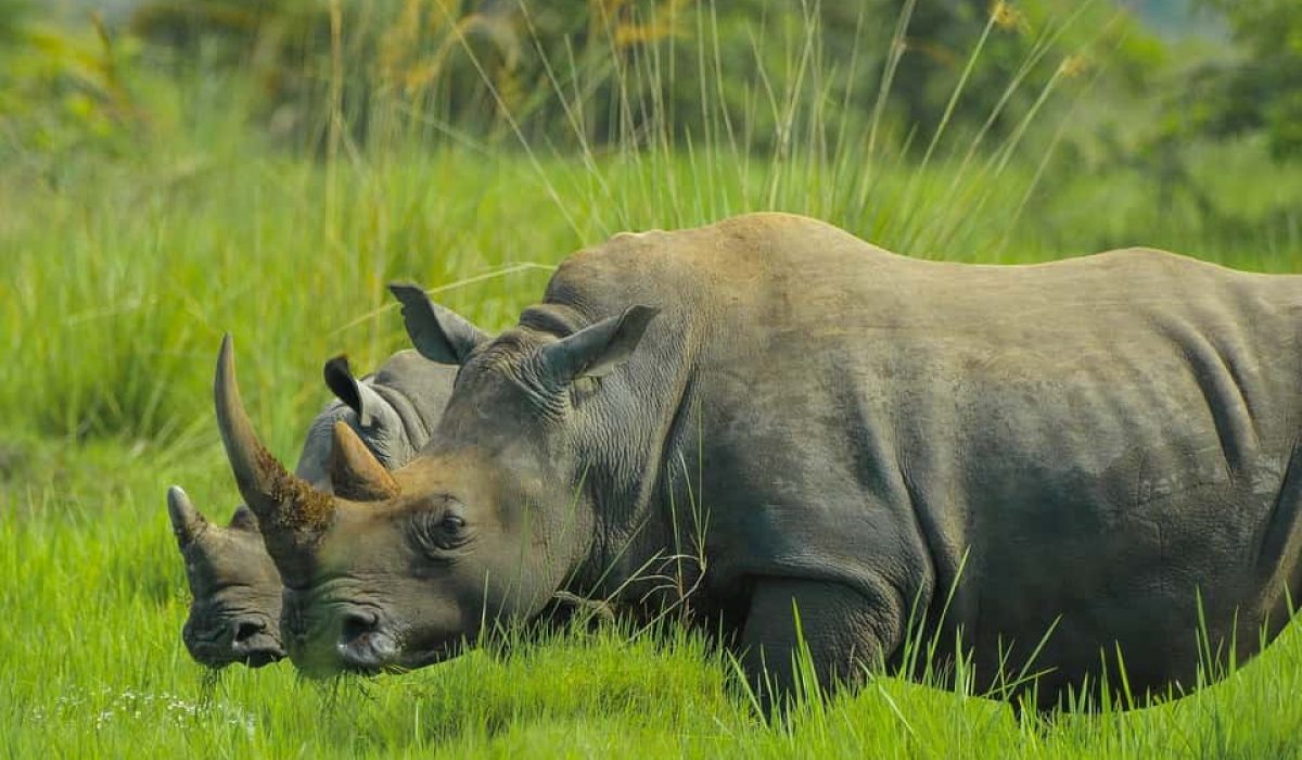 rhino-top